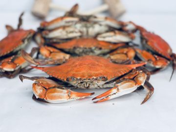 Large Female Hard Crabs